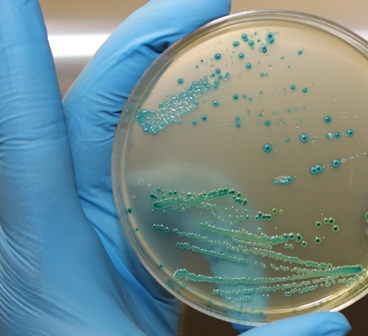 Listeria